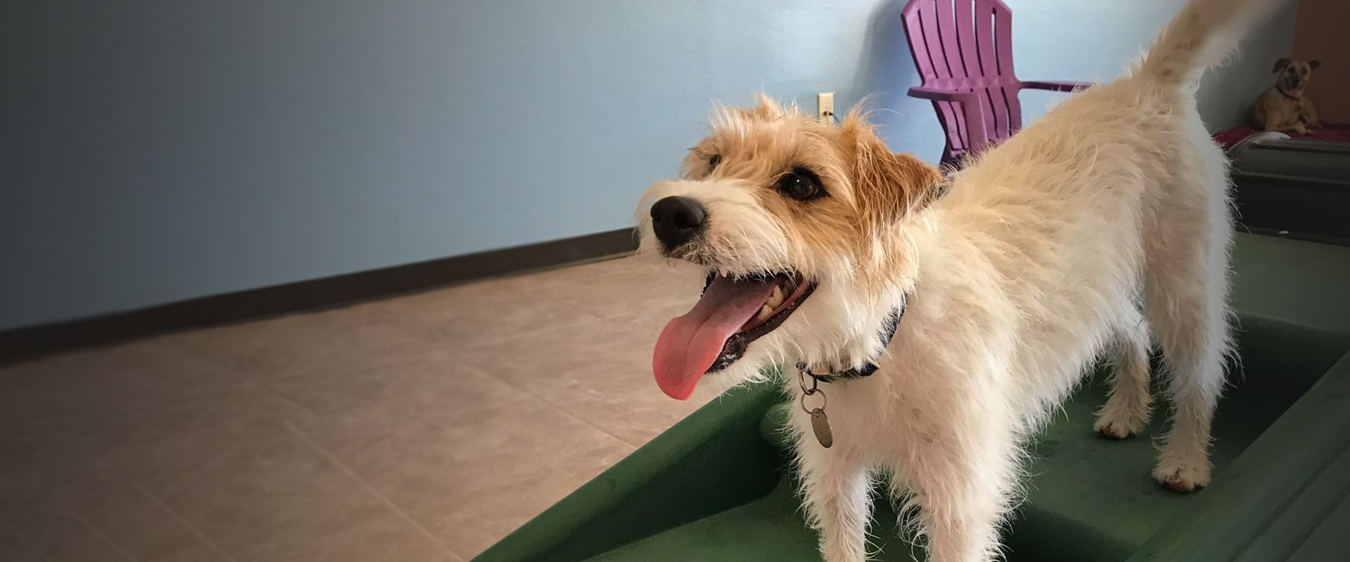 smiling jack russell terrier dog at carefree pet resort